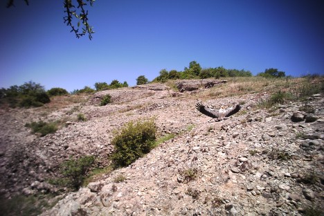 EV at Meteora's feeding site