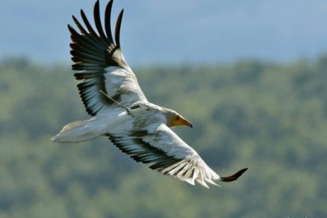 The Egyptian vulture Jenny tagged in Bulgaria in 2015 (photo: Pavel Stepanek)