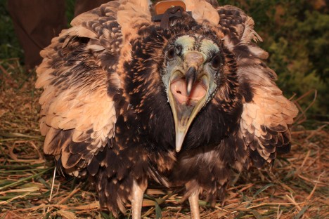 Egyptian vulture - The return of the Neophron