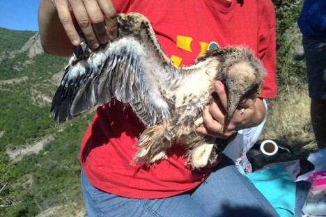 One of teh chicks of 2013/WWF