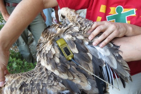 Ο δορυφορικός πομπός τοποθετήθηκε (WWF/M.Pita)