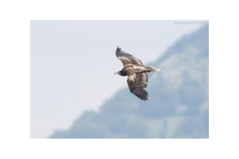Photos - Hristo Peshev, Fund for Wild Flora and Fauna