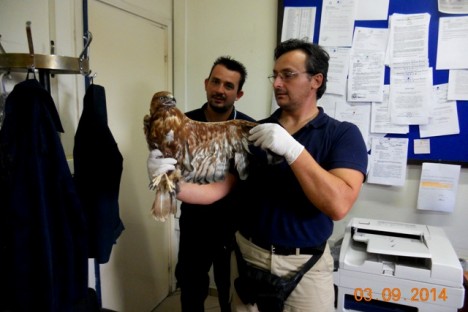 Representative of Soufli Forest Service who is also member of Life steering committee holds the raptor in customs.