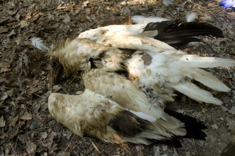 Poisoned Egyptian vulture