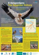 Exhibition banner in Greece: The Egyptian Vulture