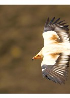 Postcard for the Egyptian Vulture (Greece)